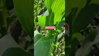 39 days Corn | Sweet Corn #maize #sweetcorn #mais