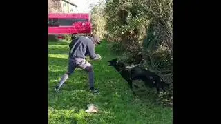 8 Month Old Czech DDR Strikeline German Shepherd Protection Training