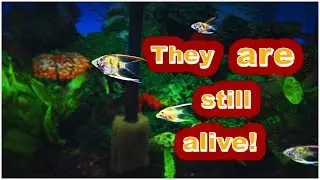 They are still ALIVE!