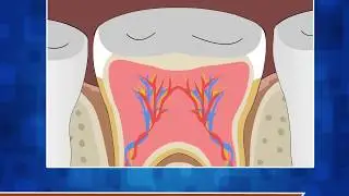 Structure of Tooth - Science Class 4