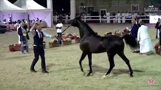 N 143 ADHM SARM   The 14th Makkah International Region Championship 2023   by Al Sawary Farm   Colts