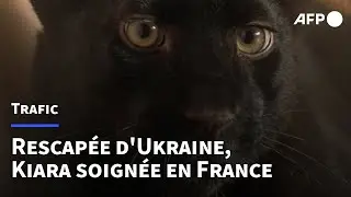 Rescapée d'une Ukraine en guerre, une jeune panthère noire trouve refuge en France | AFP