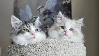 Первые впечатления котят