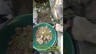 High Risk, High Reward Gold Hunting! #SafeGoldHunter #Shorts