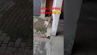 क्या कर रहा था छोटा मंकी पप्पी को देखते ही डर गया#viralshort#funny