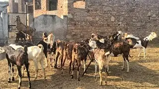 super qwality Hite length wali gujri fimales #ytviralshorts #goatlovers #animal #ytshorts #vkgf