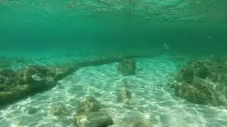 Snorkeling all'isola di Pianosa