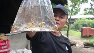 LARGEST OUTDOOR WOODEN FISH FARM
