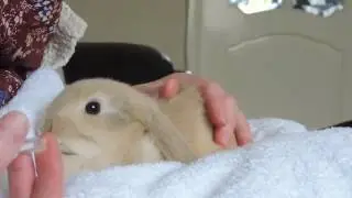Handrearing/syringe feeding baby rabbt (number 2 baby)