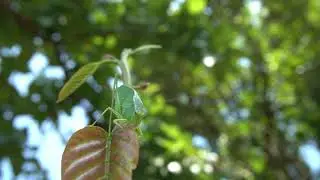 Royalty Free Video Footage | red leaf background oot focus