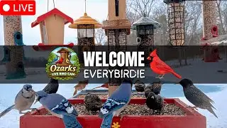 🔴 LIVE Ozark Birds | Peaceful Bird Feeder Cam &bull; Live Nature Sounds