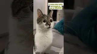 Когда увидел новый промокоды на GILMON😺😺