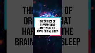 The Science of Dreams: What Happens in the Brain During Sleep