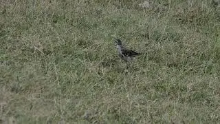 Calandria (Mimus saturninus)