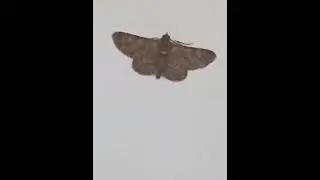 Cute moth photos (subscribe and like)