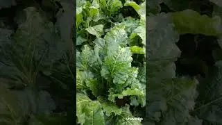 بشري ساره سعر بنجر السكر 3000جنيه للطن الفدان 30طن بمبلغ 100000 جنيه للفدان