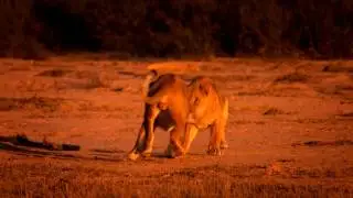 Vanishing Kings - Lions of the Namib trailer - WFFR 2016