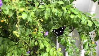 Butterflies 57 and 101