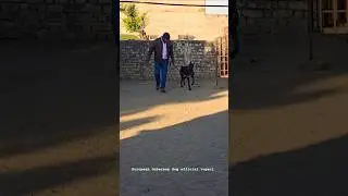#European Doberman #Doberman attack #pure blood Doberman European #security Doberman