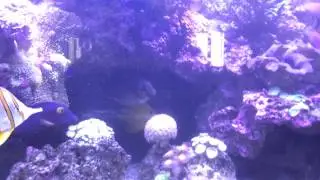 Scribbled Rabbitfish (2)
