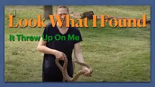 Egg-laden Snake Unable To Budge!