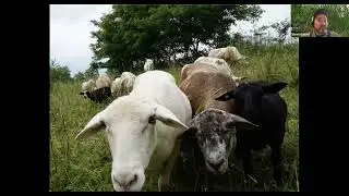 Tree Fodder for Livestock Health and Carbon Sequestration (NOFA NY 2022)