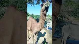 Camels of Tharparkar drinking water from a pond.The life ofThar the major problems of drinking water