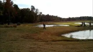 My Boykin Spaniel Juno's First HRC Hunt Test