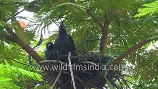 Two Common House Crow fledgelings sitting inside their nest and preening