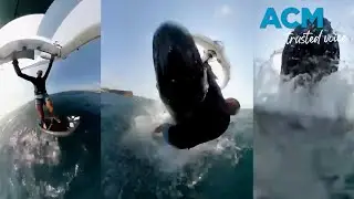 Whale of a time: wing surfer's wild encounter with humpback