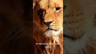 Lion fun facts #trending #viral #youtubeshorts #foryou