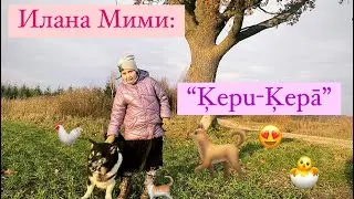 DZAB Kepu - kepa: В приюте для животных гуляем с собаками