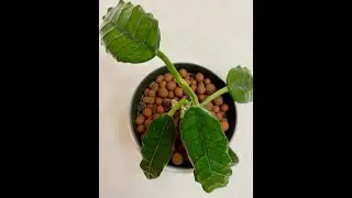 Semihydro setup for #Hoya Villosa