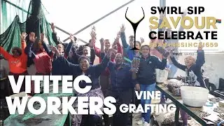 CELEBRATE #SAWineSince1659 ! | Vititec Workers [Vine Grafting] 🇿🇦 🍷