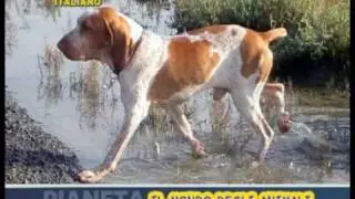 Bracco italiano