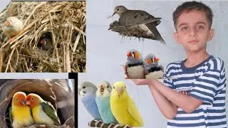 Rafy Hadi vlogs is live budgies parrot java sparrow mini sparrow finches Dave activit