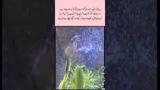 See horse 🐉#seehorse#Sea creatures#ocean #insects #entertainment #viralvideo #viewshorts