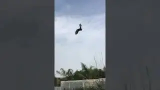 Liberan a tecolote en Montemorelos