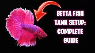 Betta Fish Care: Everything You Need to Know #bettafish