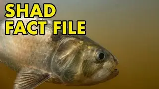 Shad: Fact File (British Wildlife Facts)