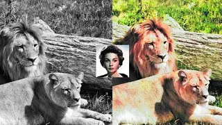 How to colorize black and white image in one click photo shop.