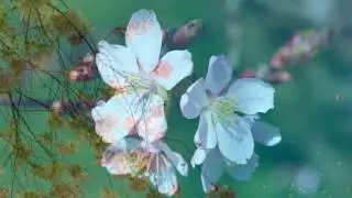 `Gratulationsmenuett` for orchestra Es-dur WoO 3 - Ludwig van Beethoven