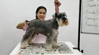 #cursodebanhoetosa #petschool Ofina de tosa em ra&ccedil;as
