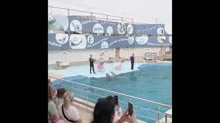 Adalya Elite Lara 5* Hotel/ Dolphin Show near Hotel AKSU Dolphinarium Antalya Turkey 2023