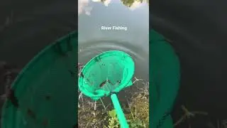 Beautiful River fish Catching for Aquarium | Net fishing