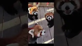 Come see the little panda today! so cute&hearts;&hearts;&hearts;#pet  #hamsters #household pet  #dog #hamsters #red panda