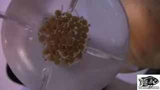 African Cichlid Egg Collection - Lethrinops Albus