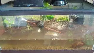 Bull Frog Habitat 40 Breeder Tank