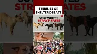 SC Orders Sterilize & Release of Stray Dogs&mdash;Balancing Welfare with Safety Fears | India Today