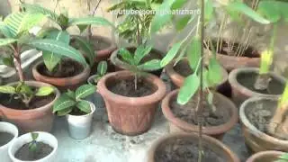 Kitchen Gardening Overview | Sunday Was Monday | november-2016 (Urdu/hindi)